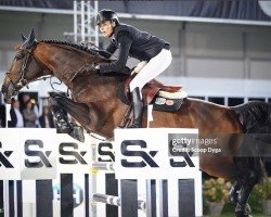 jumper Missouri van 't Ruytershof (Belgian Warmblood, 2012, from Bamako de Muze)