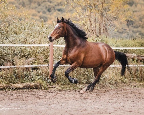 Pferd Luna (Andalusier bzw/Pferde reiner spanischer Rasse, 2017)