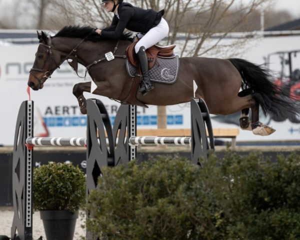 jumper Time-Breaker S Z (Zangersheide riding horse, 2015, from Toulon)