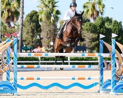 jumper Rinus vd Bisschop (Belgian Warmblood, 2017, from For Pleasure)