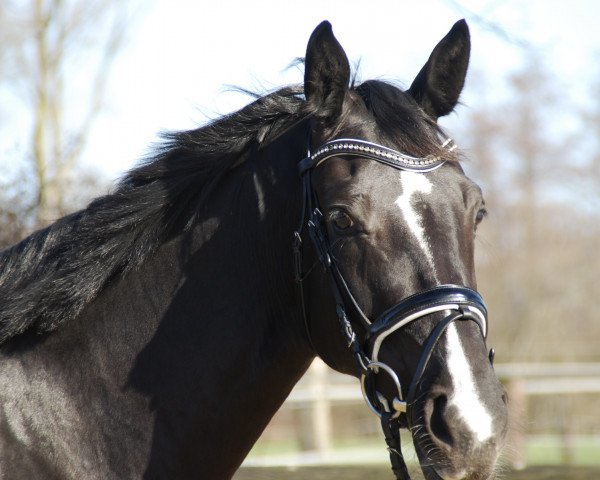 dressage horse Grey's D'Esmee (Rhinelander, 2014, from Grey Flanell)