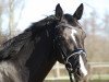 dressage horse Grey's D'Esmee (Rhinelander, 2014, from Grey Flanell)