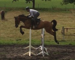 jumper Chesterfield 49 (German Sport Horse, 2014, from Captain Olympic)