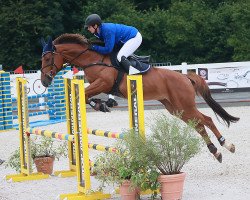 jumper Choy CH (Swiss Warmblood, 2017, from Chiccago K CH)