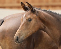 foal by Kordiale (Trakehner, 2024, from Dameron)