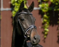 broodmare Hoffee (Trakehner, 2017, from Hofrat)