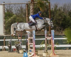 jumper Chacoons Gisa Blue Z (Zangersheide riding horse, 2017, from Chacoon Blue)