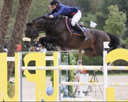 jumper Super Nova (Holsteiner, 2012, from Casall Ask)