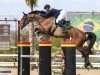 jumper Calcourt Clear Gold (anglo european sporthorse, 2015, from Caretino Gold)