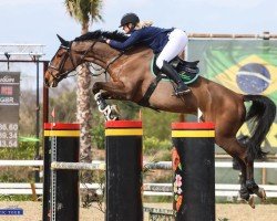 jumper Calcourt Clear Gold (anglo european sporthorse, 2015, from Caretino Gold)