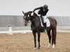 dressage horse TI Daily (German Sport Horse, 2014, from Daily Deal)