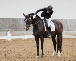 dressage horse TI Daily (German Sport Horse, 2014, from Daily Deal)