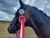 dressage horse Diamond's Dior (Hanoverian, 2011, from Diamond Hit)