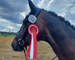 dressage horse Diamond's Dior (Hanoverian, 2011, from Diamond Hit)