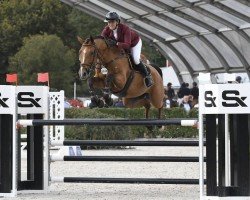 jumper Arizona D'Ive Z (Zangersheide riding horse, 2016, from Arezzo VDL)