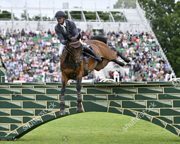 Springpferd Lex Lokoda (Anglo Europäisches Sportpferd, 2011, von Contender)