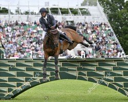 jumper Lex Lokoda (anglo european sporthorse, 2011, from Contender)