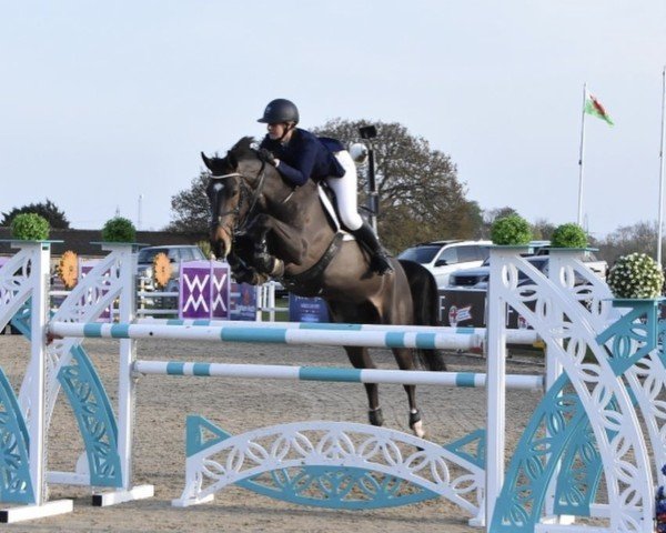 jumper Muna vd Bisschop (Belgian Warmblood, 2012, from Cornet Obolensky)