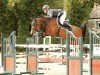 jumper Lady Caretino (anglo european sporthorse, 2008, from Caretino Glory)