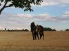 jumper Happy (KWPN (Royal Dutch Sporthorse), 2012, from Biscayo)