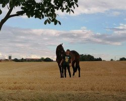 Springpferd Happy (KWPN (Niederländisches Warmblut), 2012, von Biscayo)