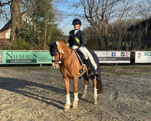 dressage horse Haribo le Hableur (German Riding Pony, 2018, from Herzkönig NRW)