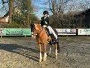 dressage horse Haribo le Hableur (German Riding Pony, 2018, from Herzkönig NRW)