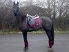 dressage horse Ella 176 (Westphalian, 2018, from Ehrenstolz)