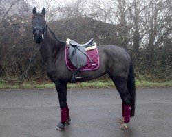 dressage horse Ella 176 (Westphalian, 2018, from Ehrenstolz)