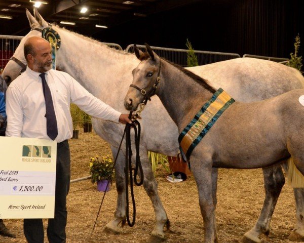 broodmare Gurraun Last Touch (anglo european sporthorse, 2006, from Last News xx)