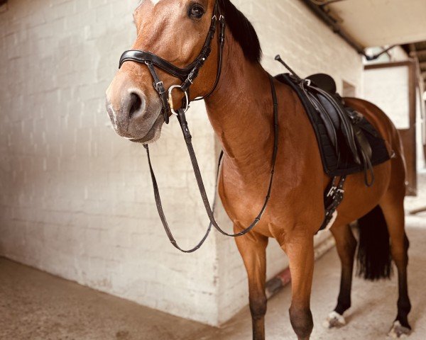 dressage horse Time Master (Oldenburg, 2018, from Total Spezial)