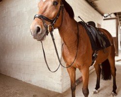 dressage horse Time Master (Oldenburg, 2018, from Total Spezial)