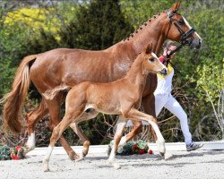 dressage horse Sweet Dream B (German Sport Horse, 2021, from Sir Heinrich OLD)