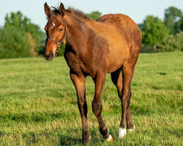 Pferd Hengst von Curlin xx (Englisches Vollblut, 2021, von Curlin xx)