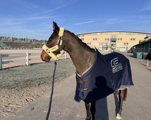 jumper Castjano (Holsteiner, 2019, from Castino 4)