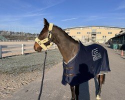 eventing horse Castjano (Holsteiner, 2019, from Castino 4)