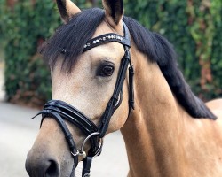 Dressurpferd Coco 373 (Deutsches Reitpony, 2015, von Cullerauge MSH)