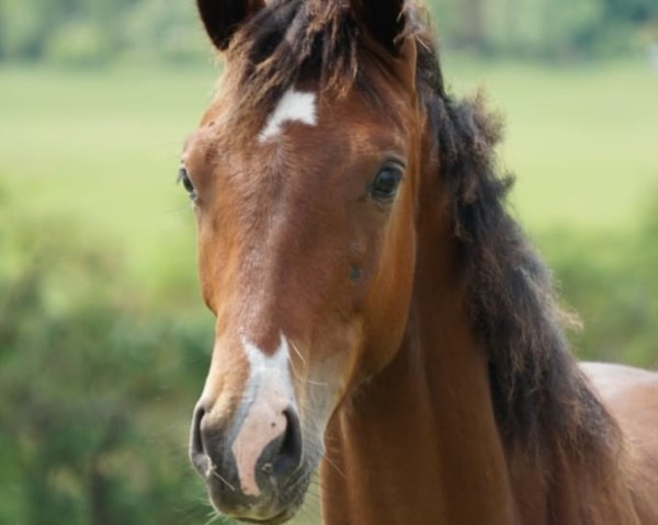 dressage horse Imperio C (German Sport Horse, 2023, from Indian Summer)