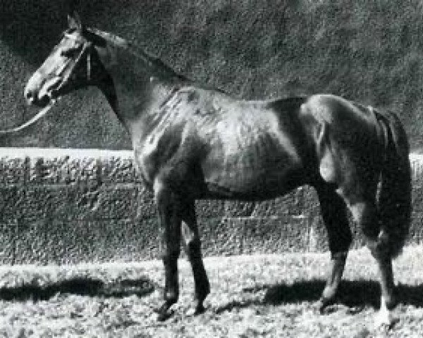 stallion Fakir du Linon (Selle Français, 1971, from Oh Rantzau Pie V)