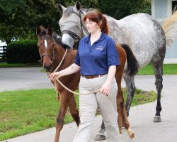 horse Hengst von Curlin xx (Thoroughbred, 2021, from Curlin xx)