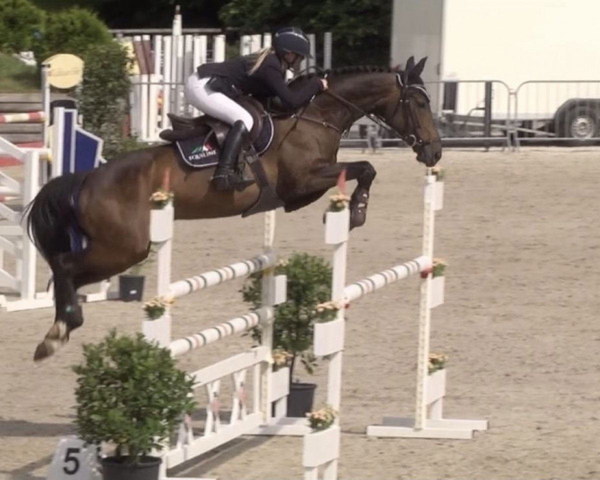 jumper Dinasty du Filou (Swiss Warmblood, 2009, from Diarado)