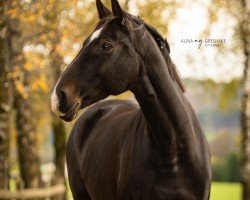 broodmare Utopie (Westphalian, 2010, from Ustinov)