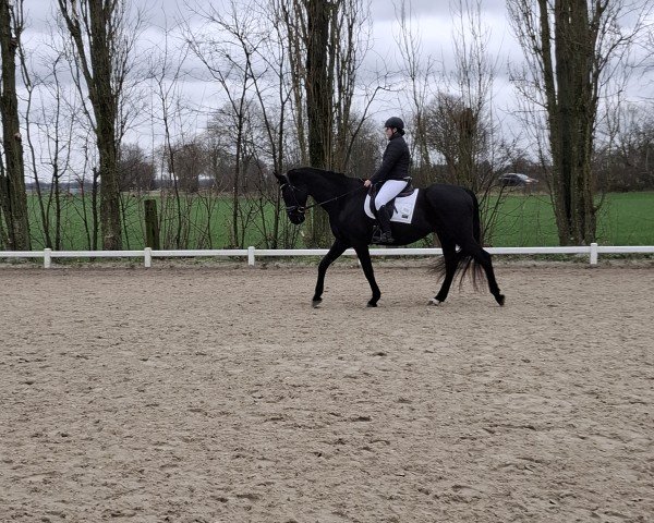 dressage horse La Passion (Hanoverian, 2007, from Lauscher)