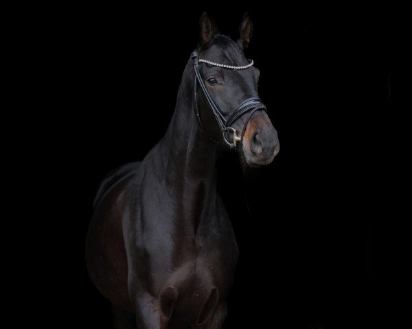 dressage horse Dakota 542 (Hanoverian, 2019, from Dante’s Jr.)