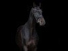 dressage horse Dakota 542 (Hanoverian, 2019, from Dante’s Jr.)