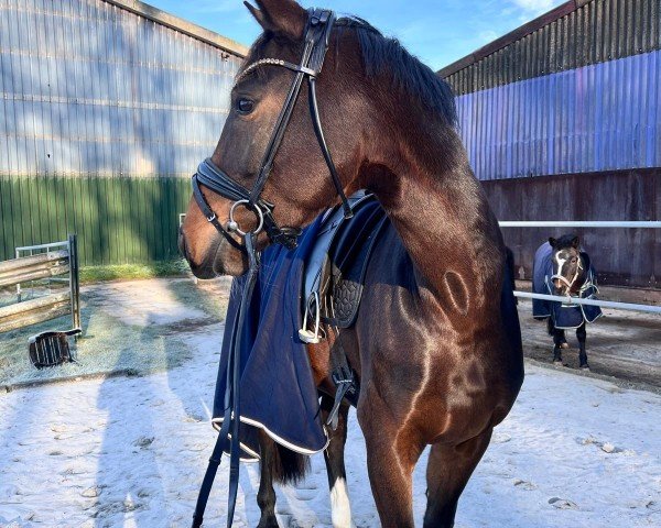 broodmare So wie Sophia O (Oldenburg, 2019, from Belissimo NRW)