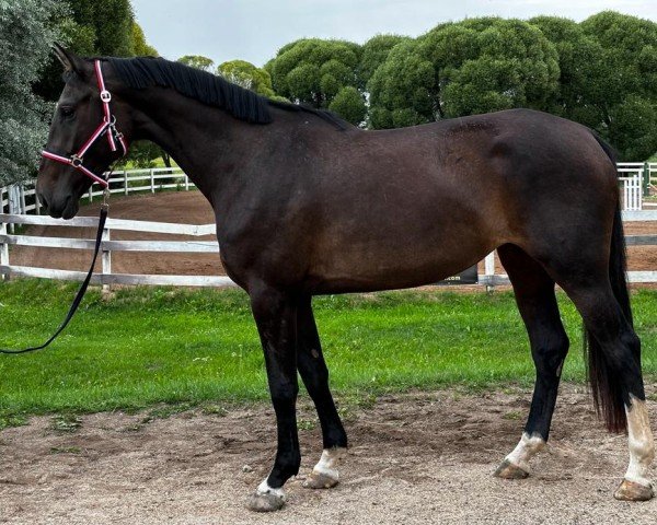 horse Cimberly 24 (Latvian Warmblood, 2020, from Cesano II)