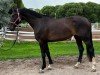 horse Cimberly 24 (Latvian Warmblood, 2020, from Cesano II)