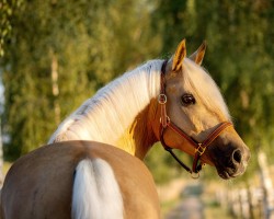 Pferd Hesselteichs Donnergold (Deutsches Reitpony, 2013, von Donnerwetter)