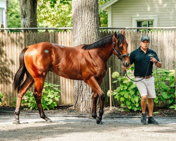 horse Hengst von Bolt d´oro xx (Thoroughbred, 2020, from Bolt D´oro xx)